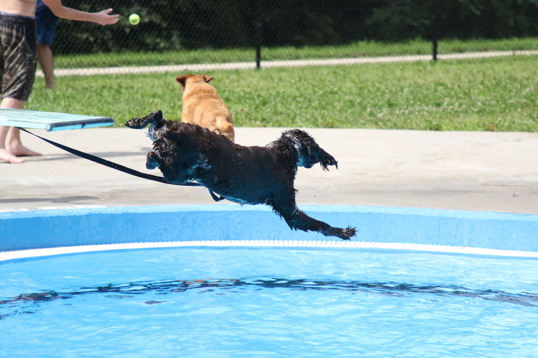 Dogs at the pool (61).JPG